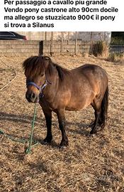 Pony baio domato