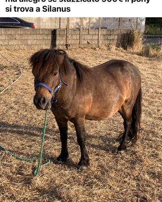 Pony baio domato
