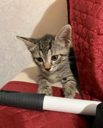 2 mesi, maschietto tigrato dolce 