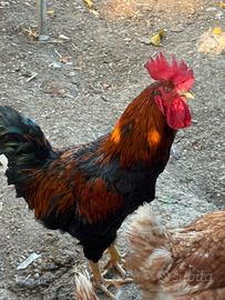 Gallo