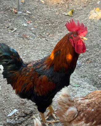 Gallo