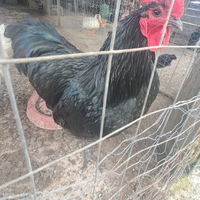 Gallo Australorp