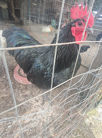 Gallo Australorp