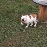 Cucciola Bulldog inglese allevamento Enci