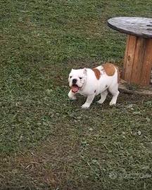 Cucciola Bulldog inglese allevamento Enci