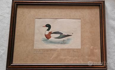 3 stampe Morris 1864 acquerellatura coeva