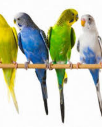 Animali franc
