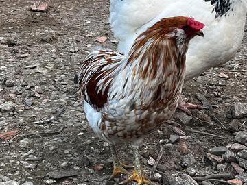 Coppia OLIVEGGER tricolor