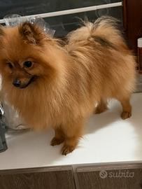 Spitz di Pomerania