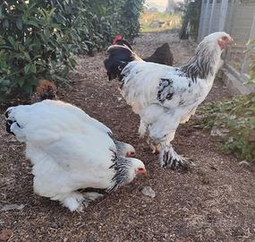 Brahma, galline