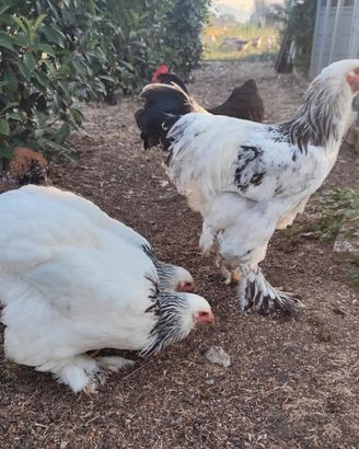 Brahma, galline