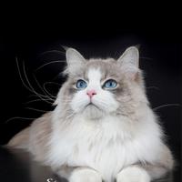 Gatto-Stallone Siberiano per monta esterna