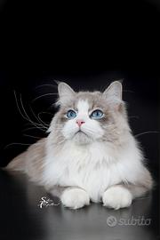 Gatto-Stallone Siberiano per monta esterna