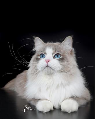 Gatto-Stallone Siberiano per monta esterna