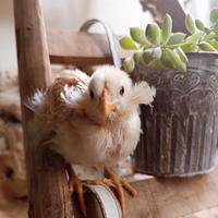 Pulcini galline araucana frumento