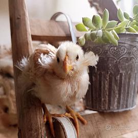 Pulcini galline araucana frumento