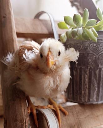 Pulcini galline araucana frumento