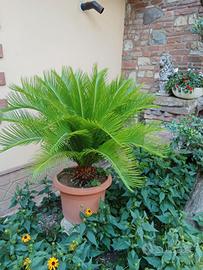 pianta di cycas media con vaso