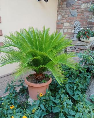 pianta di cycas media con vaso