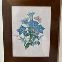 Stampa botanica “Gentiana Acaulis” di Redouté con