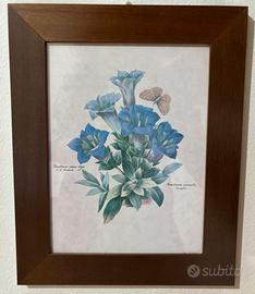 Stampa botanica “Gentiana Acaulis” di Redouté con