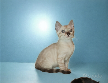 Cuccioli gatto Bengala