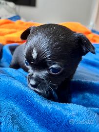 Chihuahua cucciolo maschio