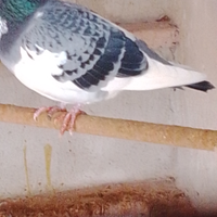 Colombe
