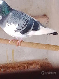 Colombe