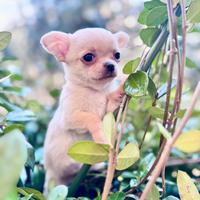 Chihuahua maschio a pelo corto