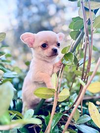 Chihuahua maschio a pelo corto