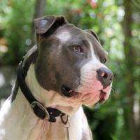 Allevamento e Cuccioli Amstaff Blu in Puglia Bari