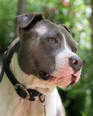 Allevamento e Cuccioli Amstaff Blu in Puglia Bari