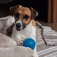 Jack Russel per la monta