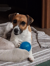 Jack Russel per la monta