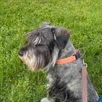 Schnauzer