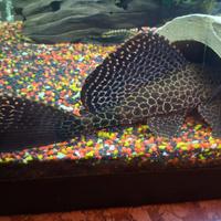 Pleco pesce pulitore