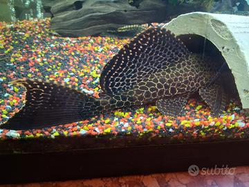 Pleco pesce pulitore