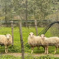 Pecore incrocio francese