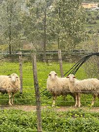 Pecore incrocio francese