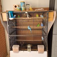 Gabbia con coccorite