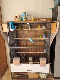 Gabbia con coccorite