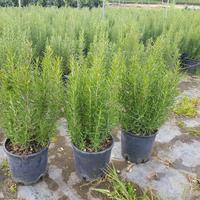 piante alloro pitosfero rosmarino leccio 