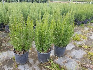 piante alloro pitosfero rosmarino leccio 