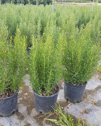 piante alloro pitosfero rosmarino leccio 