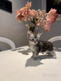 Cucciola maine coon