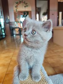 Gatti Scottish fold e straight 