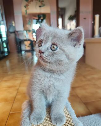 Gatti Scottish fold e straight 