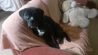 Cane corso femmina