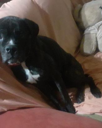 Cane corso femmina